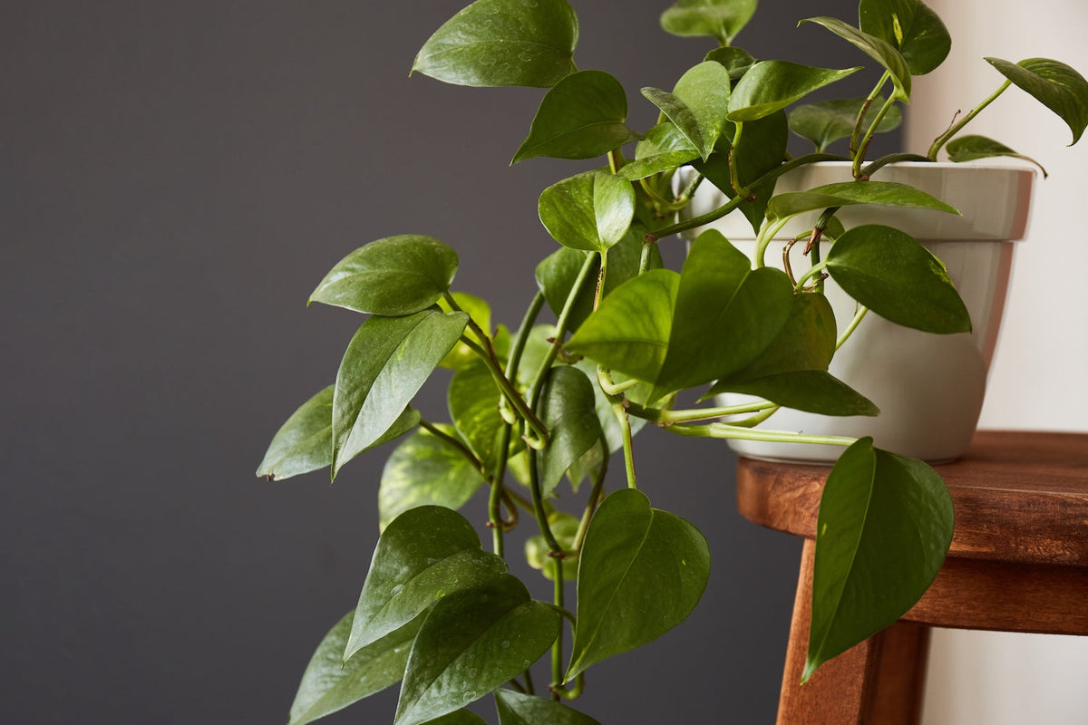 Pothos Varieties