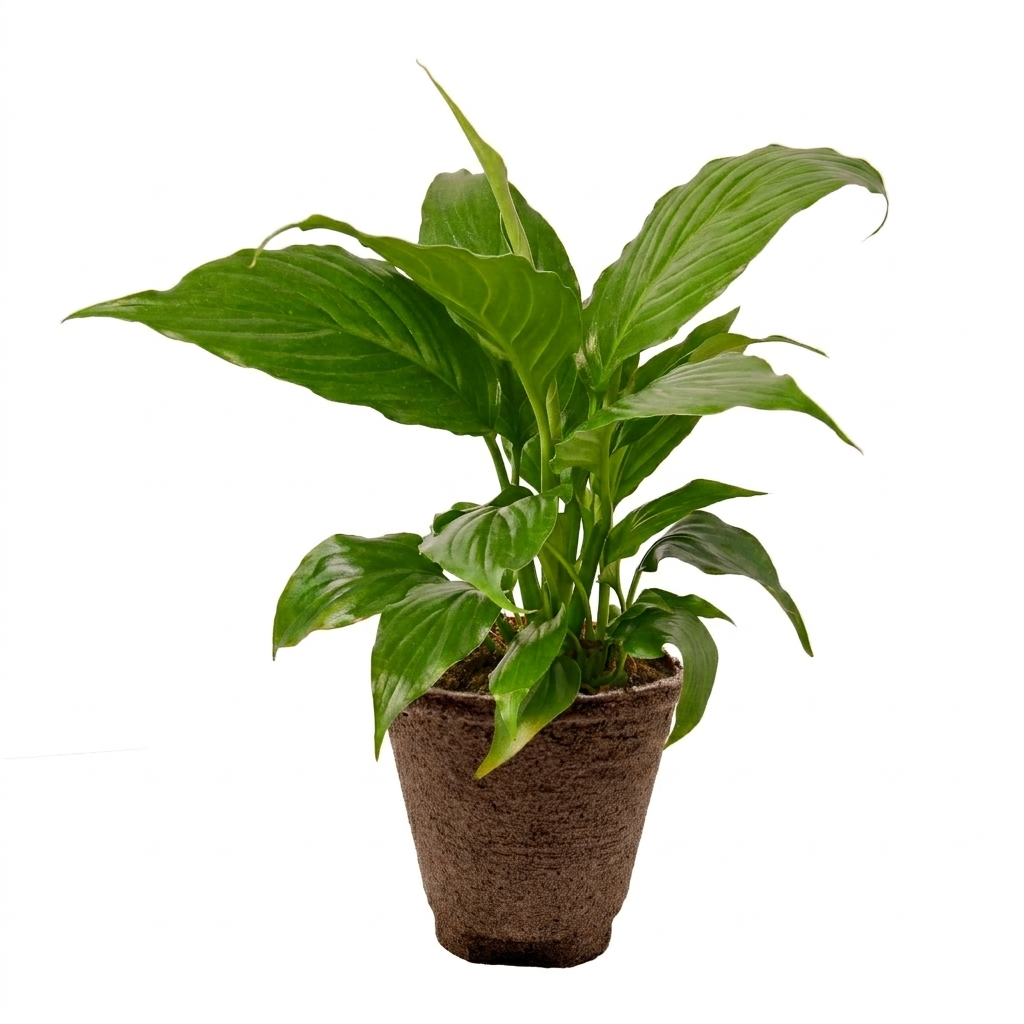 Peace Lily