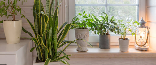 The Right Plant for Your Light (Yes, It Really Matters)