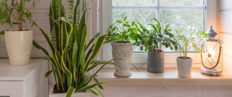 The Right Plant for Your Light (Yes, It Really Matters)