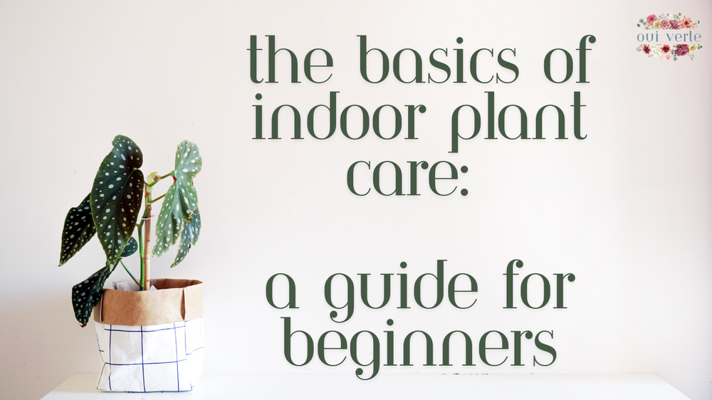 The Basics of Indoor Plant Care: A Guide for Beginners