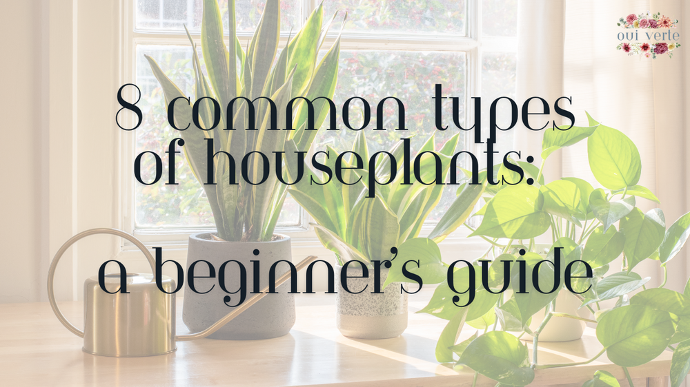 8 Common Types of Houseplants: A Beginner’s Guide