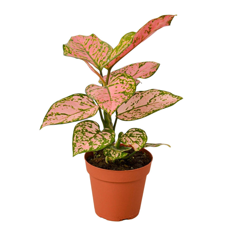 Chinese Evergreen Varieties