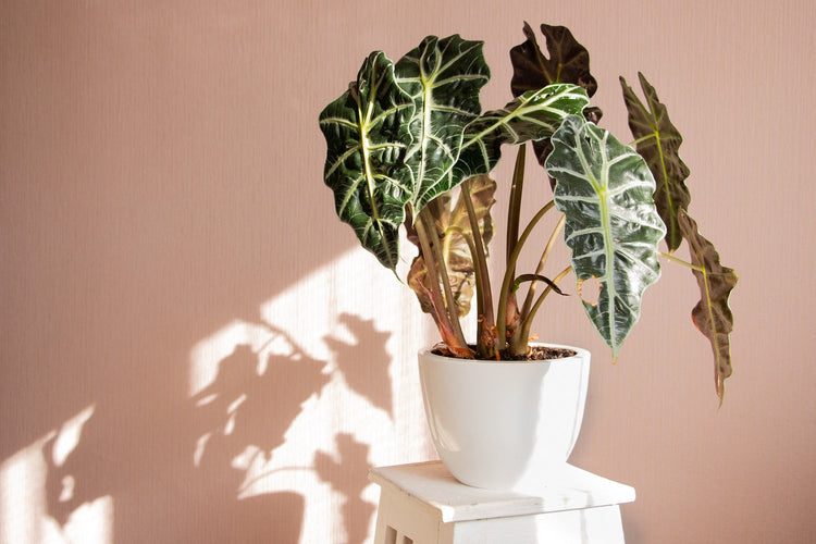 Alocasia Varieties