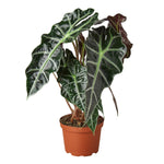 Alocasia Varieties