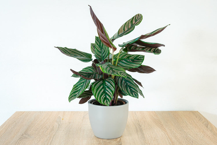 Calathea Varieties