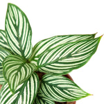 Calathea