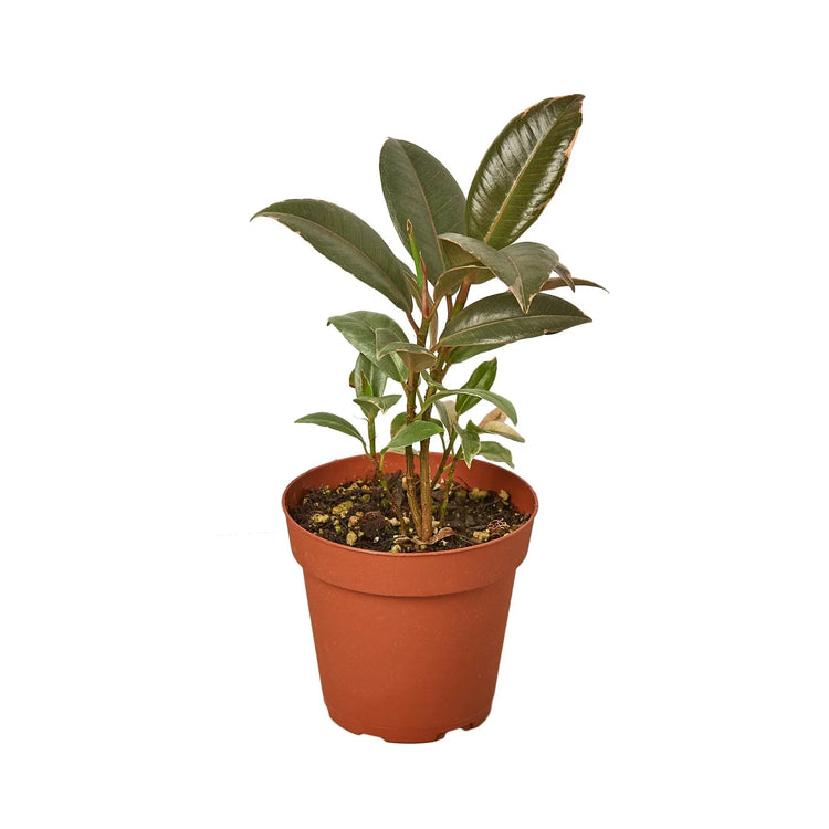 Ficus Varieties