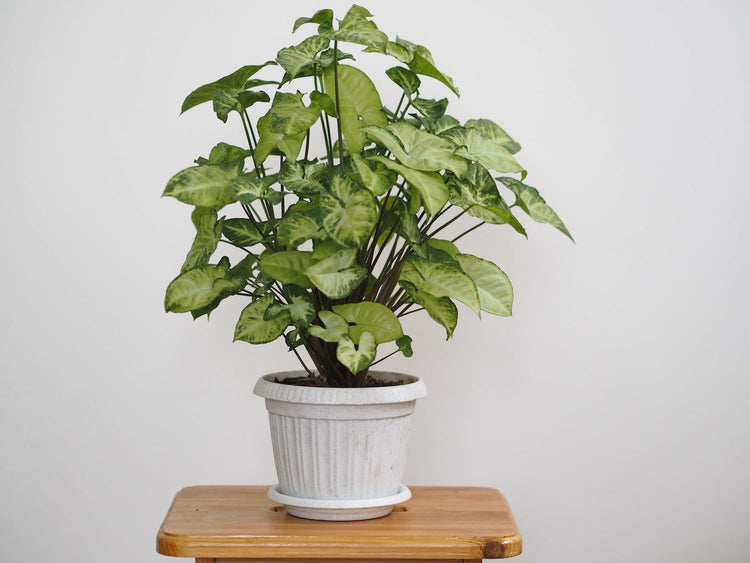 Syngonium