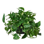 Pothos Varieties