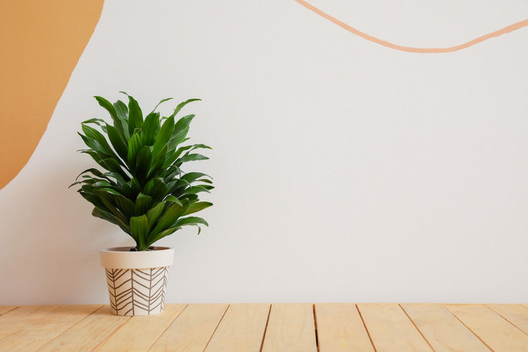 Dracaena Varieties