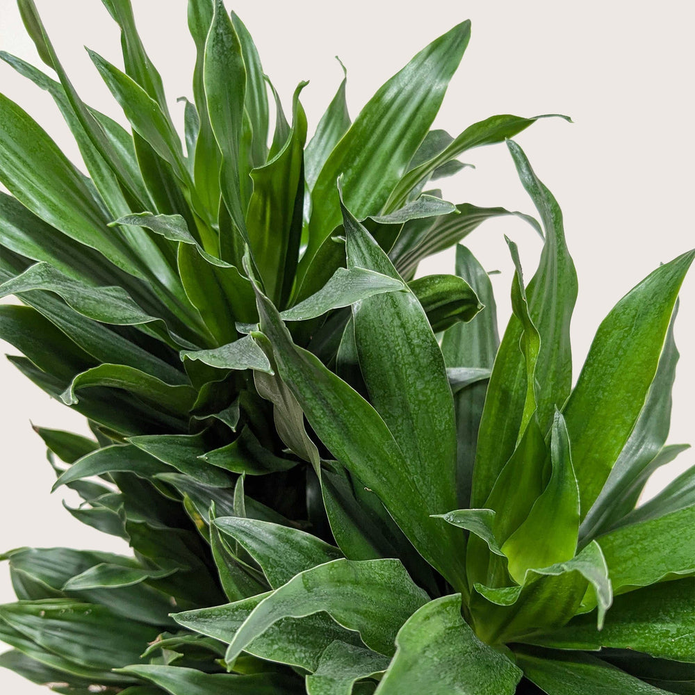 Dracaena Varieties