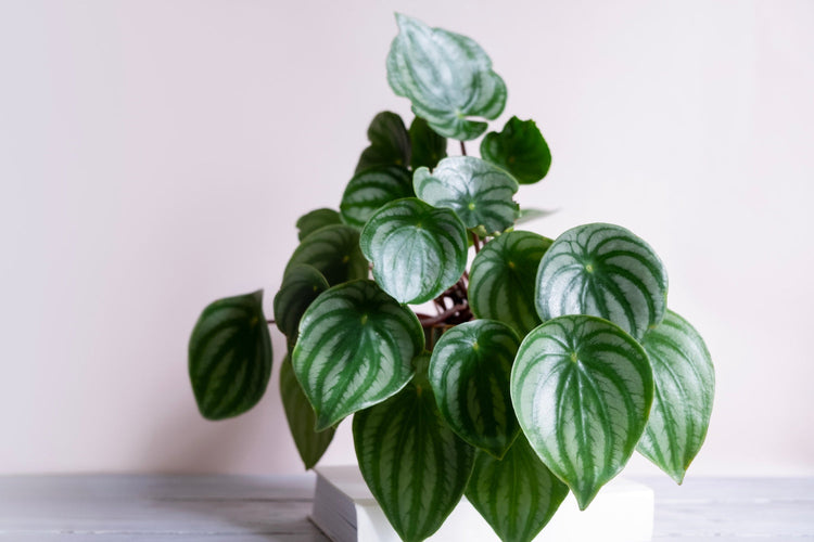 Peperomia