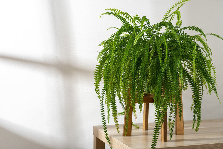 Fern Varieties