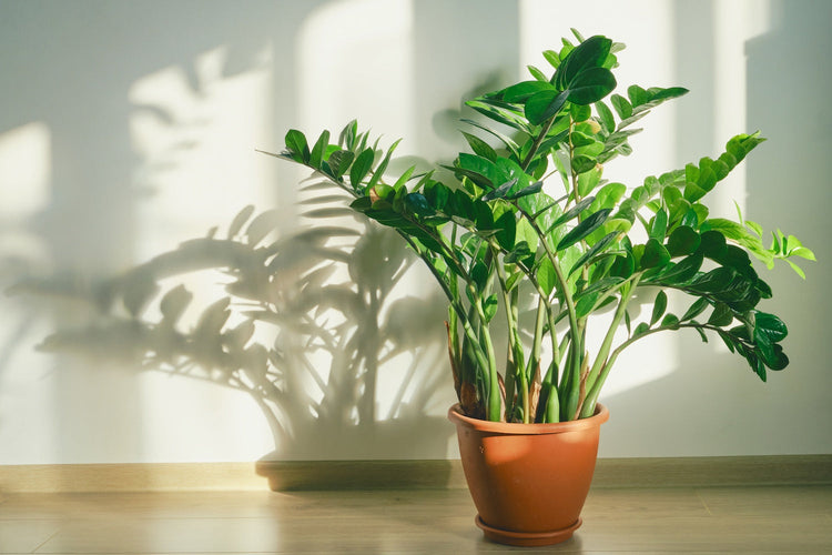 ZZ Plants