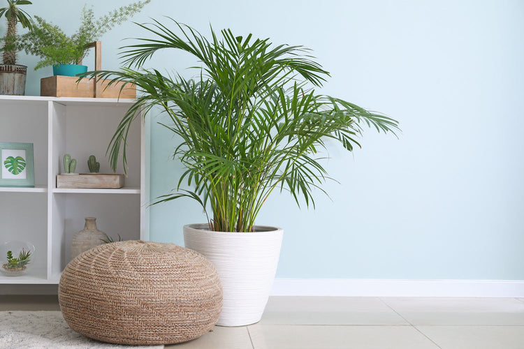 Palms