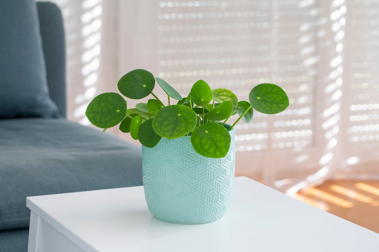 Pilea