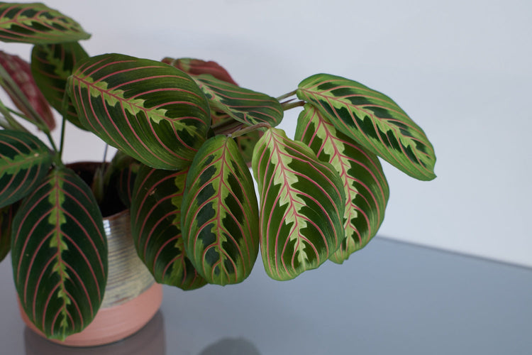 Prayer Plants