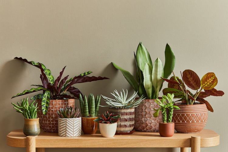 Live Plant Bundles