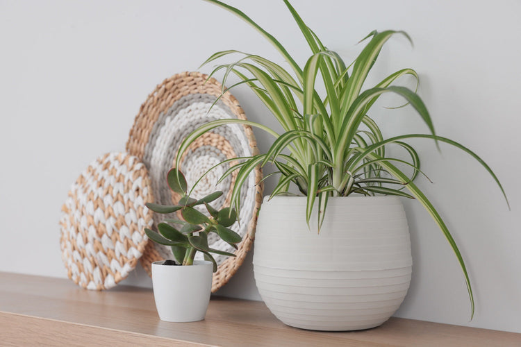 Spider Plants