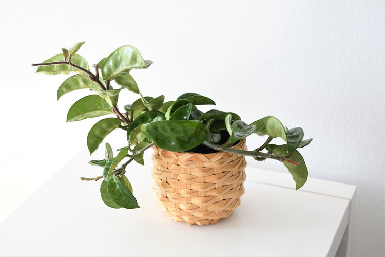 Hoya