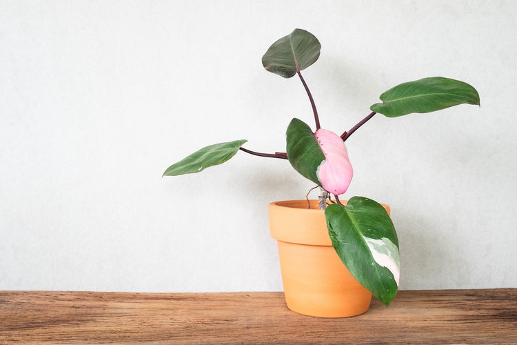 Philodendron Varieties