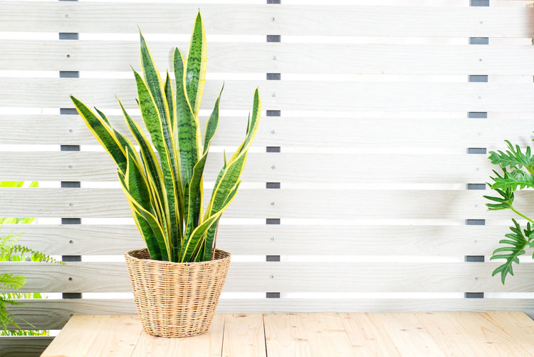 Snake Plants