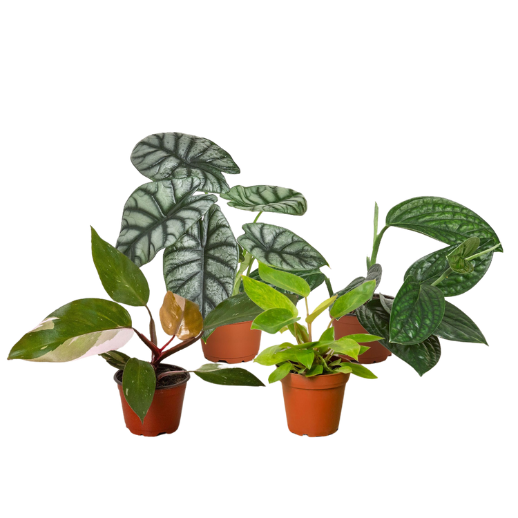 Live Plants