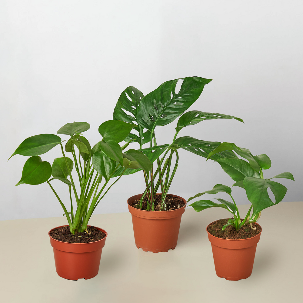 Monstera Collection