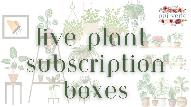 Faded background of variety of many houseplants with the words "Live Plant Subscription Boxes" in green font.
