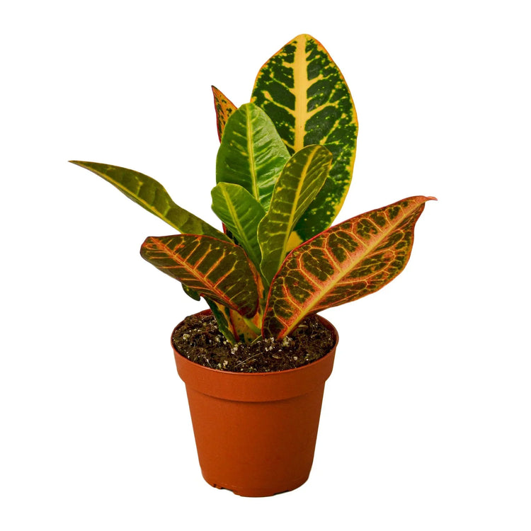 Croton Varieties