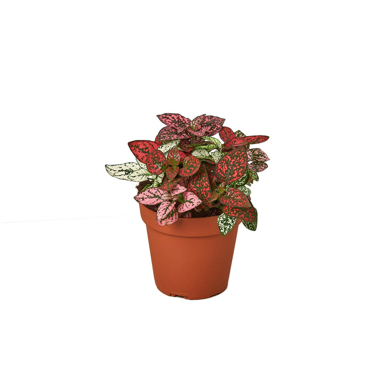 Hypoestes Varieties
