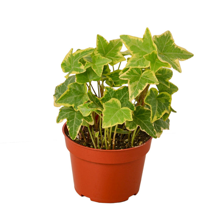 English Ivy Varieties