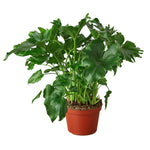 Philodendron 'Little Hope'