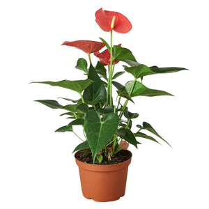 Anthurium 'Pink'