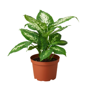 Dieffenbachia 'Tropic Snow'