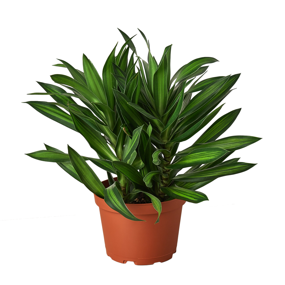 Dracaena 'Song of Jamaica'