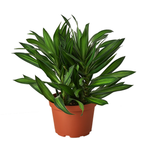 Dracaena 'Song of Jamaica'