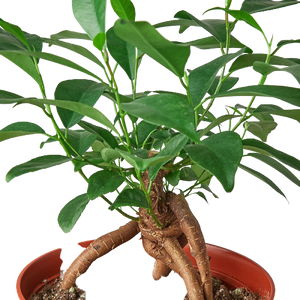 Ficus 'Ginseng'