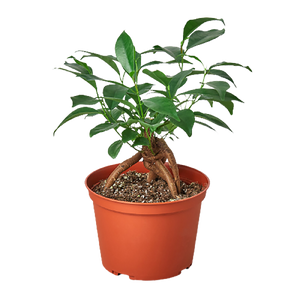 Ficus 'Ginseng'