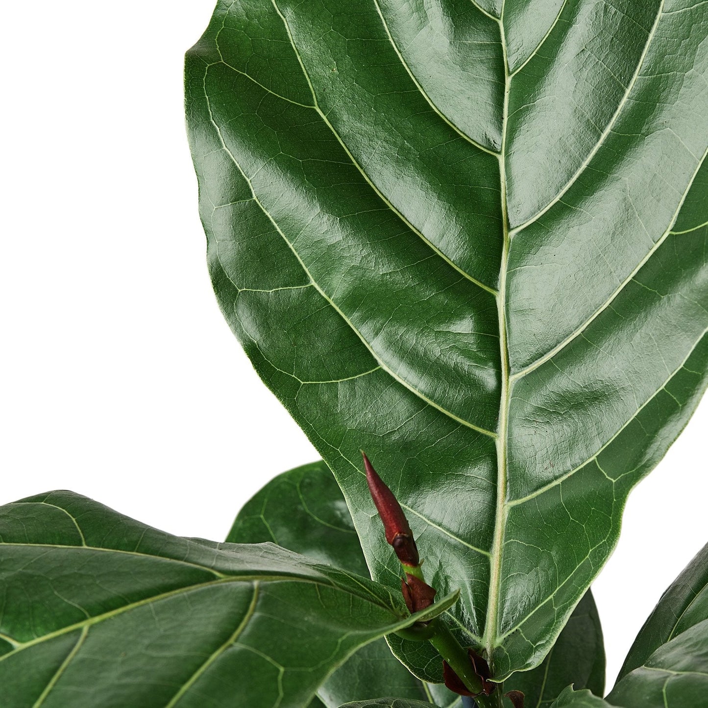 Fiddle Leaf Fig