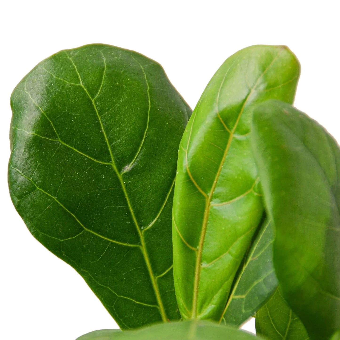 Fiddle Leaf Fig