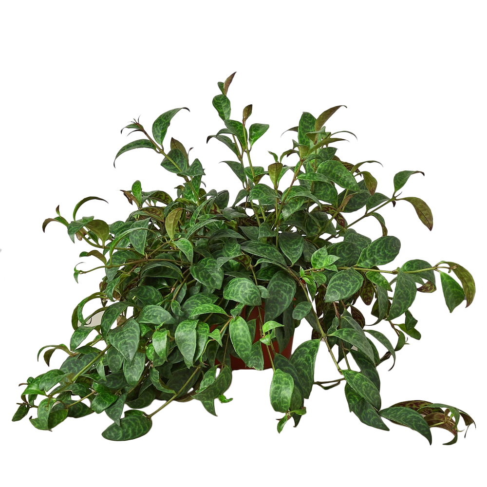 Lipstick Plant - Aeschynanthus