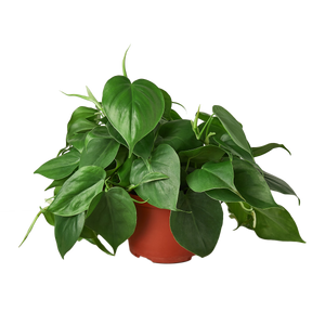 Philodendron Cordatum Heartleaf