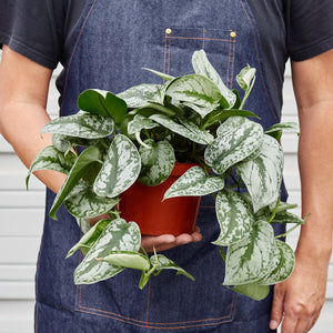 Scindapsus pictus 'Exotica'