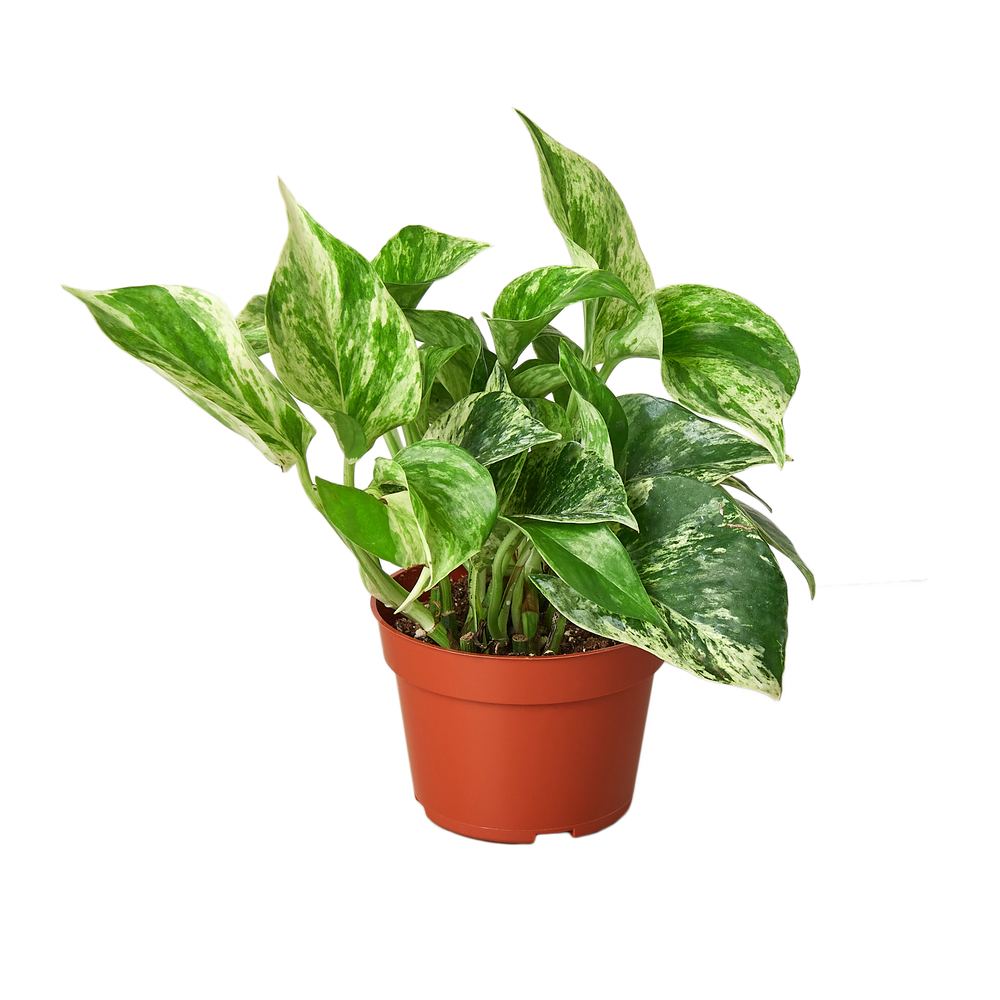 Pothos 'Marble Queen'