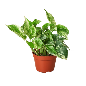 Pothos 'Marble Queen'