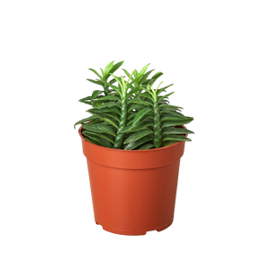 1 Succulent Monthly Subscription Box