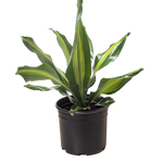Dracaena Golden Heart