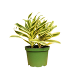 1 Mystery Plant Monthly Subscription Box